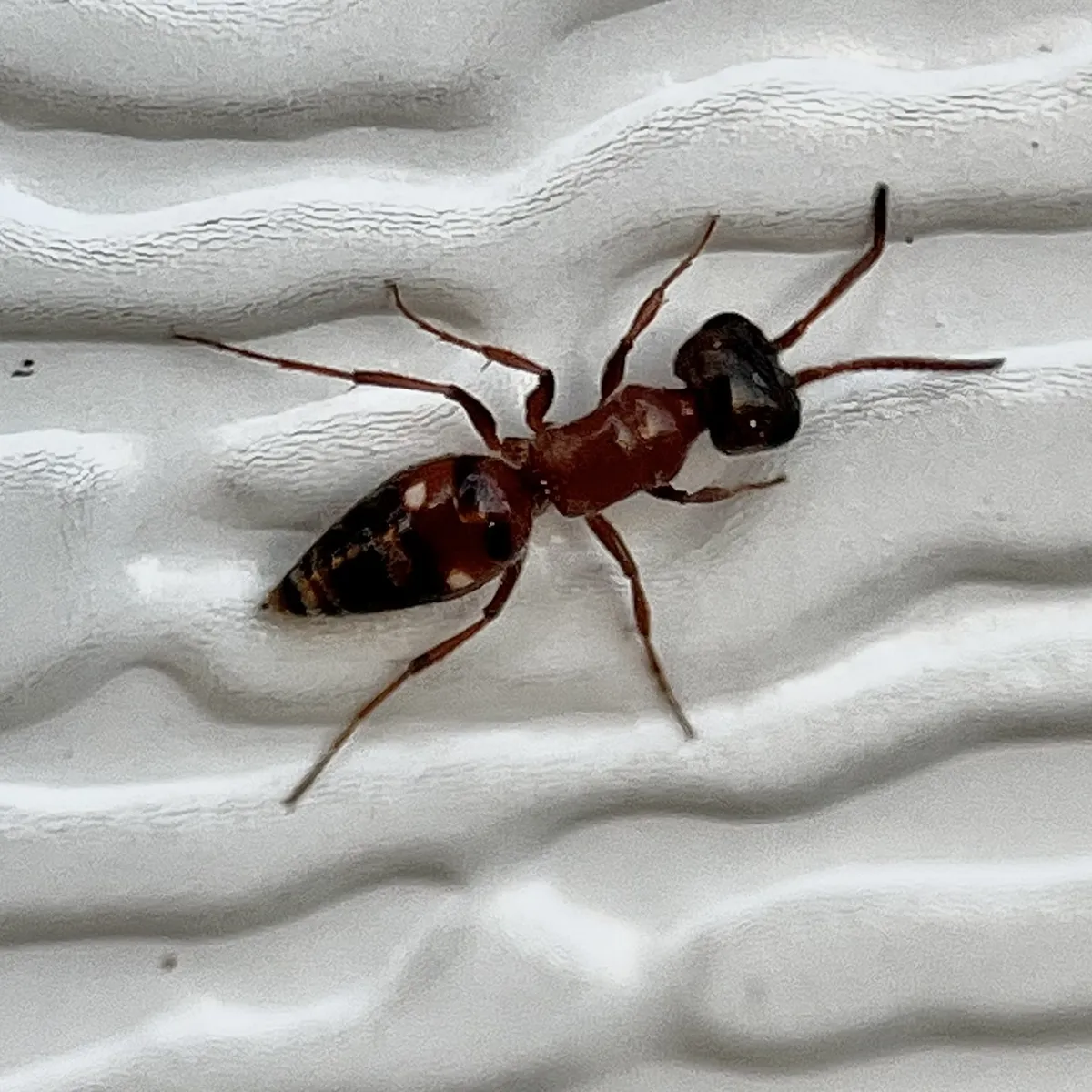Myrmosula parvula - photo 3
