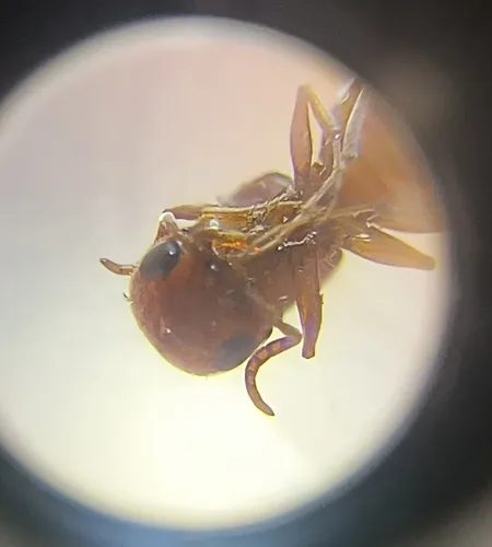 Myrmosula peregrinatrix