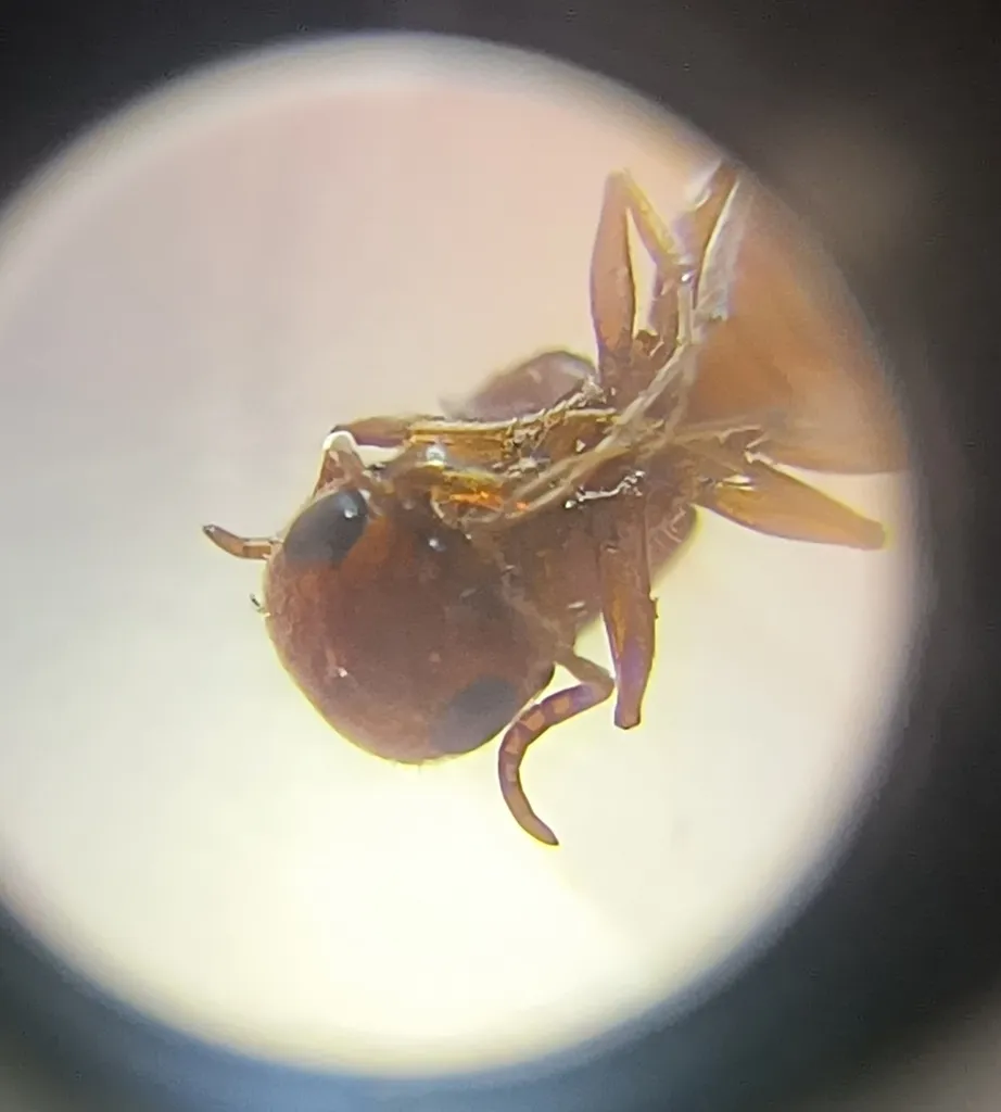 Myrmosula peregrinatrix - photo 2