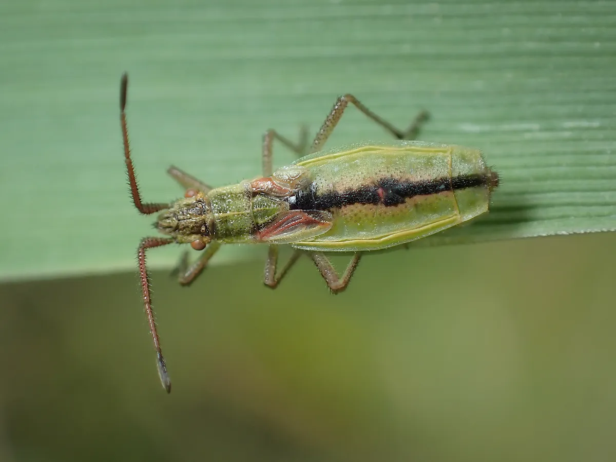 Myrmus miriformis - photo 3
