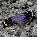 Blackened Bluewing - Hodges#4531