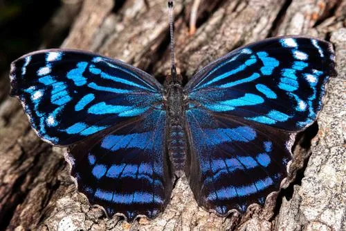 Mexican Bluewing - Hodges#4528 - Myscelia ethusa