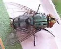 Mystacella chrysoprocta