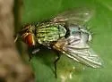Mystacella chrysoprocta - photo 2
