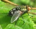 Mystacella chrysoprocta - photo 3