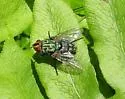 Mystacella chrysoprocta - photo 4