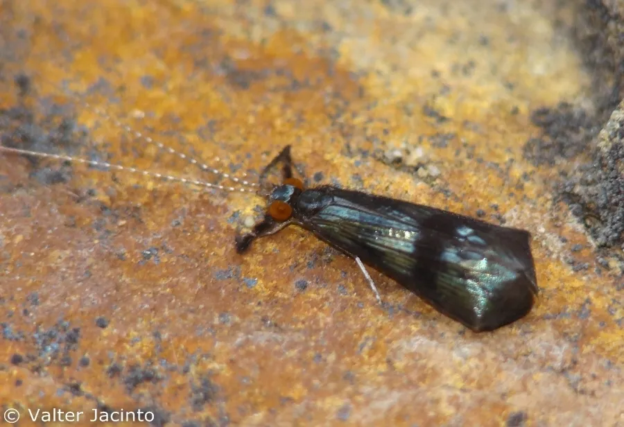 Mystacides azureus - photo 3