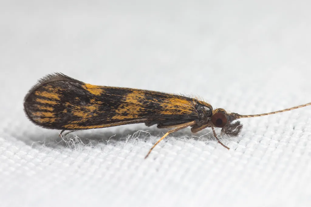 Mystacides interjectus