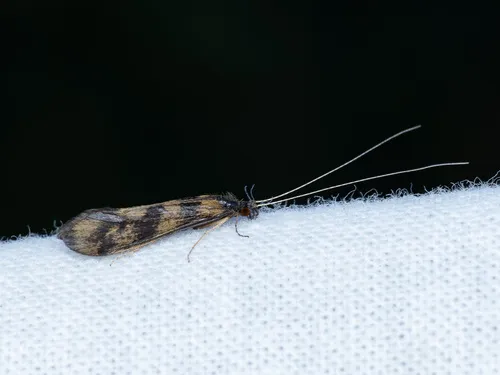 Grousewing Caddisfly