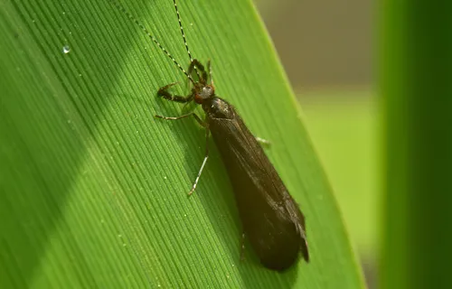 Mystacides niger