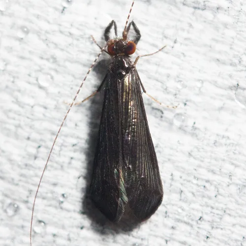 Black Dancer Caddisfly - photo 2