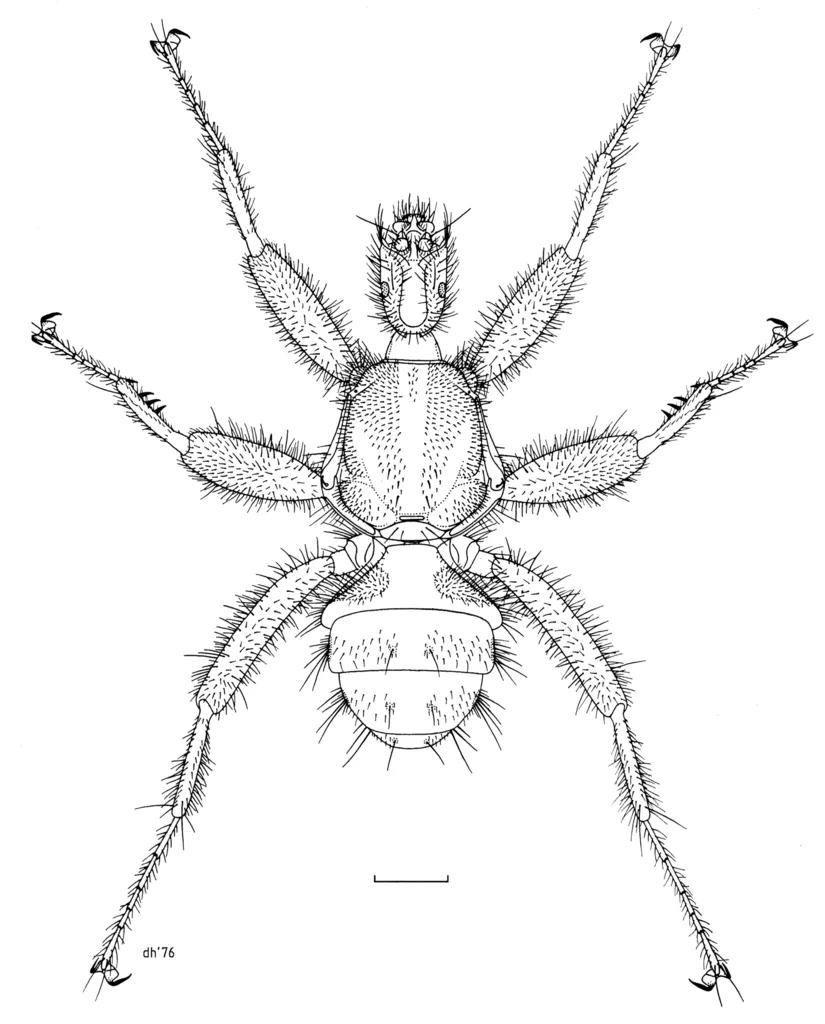 Mystacinobiidae - photo 2