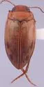 Mystonectes coelamboides