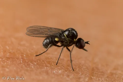 Mythenteles propleuralis