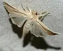 Lesser Wainscot - Hodges#10436
