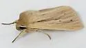 Lesser Wainscot - Hodges#10436 - photo 2