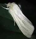 Lesser Wainscot - Hodges#10436 - photo 3