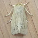 Lesser Wainscot - Hodges#10436 - photo 4