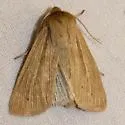 Lesser Wainscot - Hodges#10436 - photo 5