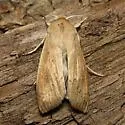Wheat Armyworm - Hodges#10438.1 - Mythimna sequax