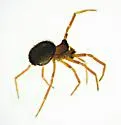 Mythoplastoides exiguus