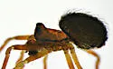 Mythoplastoides exiguus - photo 2