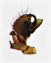 Mythoplastoides exiguus - photo 4