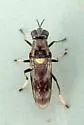 Myxosargus fasciatus