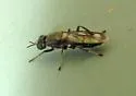 Myxosargus fasciatus - photo 2