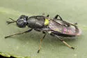 Myxosargus fasciatus - photo 4