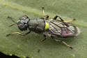 Myxosargus fasciatus - photo 5