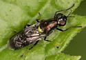 Myxosargus nigricormis - photo 2