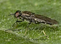 Myxosargus nigricormis - photo 3