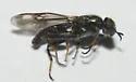 Myxosargus nigricormis - photo 4