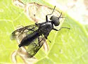 Myxosargus nigricormis - photo 5