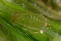Lesser Rose Aphid - Myzaphis rosarum