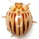 Broken-Dashed Lady Beetle