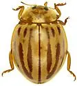 Broken-Dashed Lady Beetle - photo 2