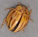 Broken-Dashed Lady Beetle - photo 3