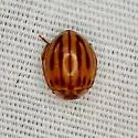Broken-Dashed Lady Beetle - photo 4