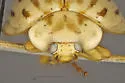 Broken-Dashed Lady Beetle - photo 5