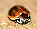 Streaked Lady Beetle