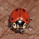 Streaked Lady Beetle - photo 2