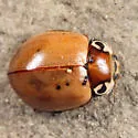 Streaked Lady Beetle - photo 3