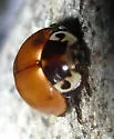 Streaked Lady Beetle - photo 4