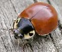 Streaked Lady Beetle - photo 5