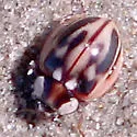Subvittate Lady Beetle