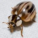 Subvittate Lady Beetle - photo 2