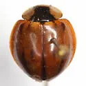 Subvittate Lady Beetle - photo 3