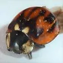Subvittate Lady Beetle - photo 4